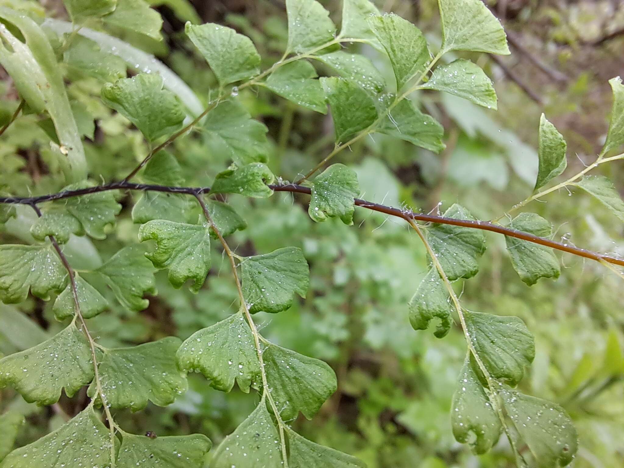 Image of Adiantum excisum Kunze