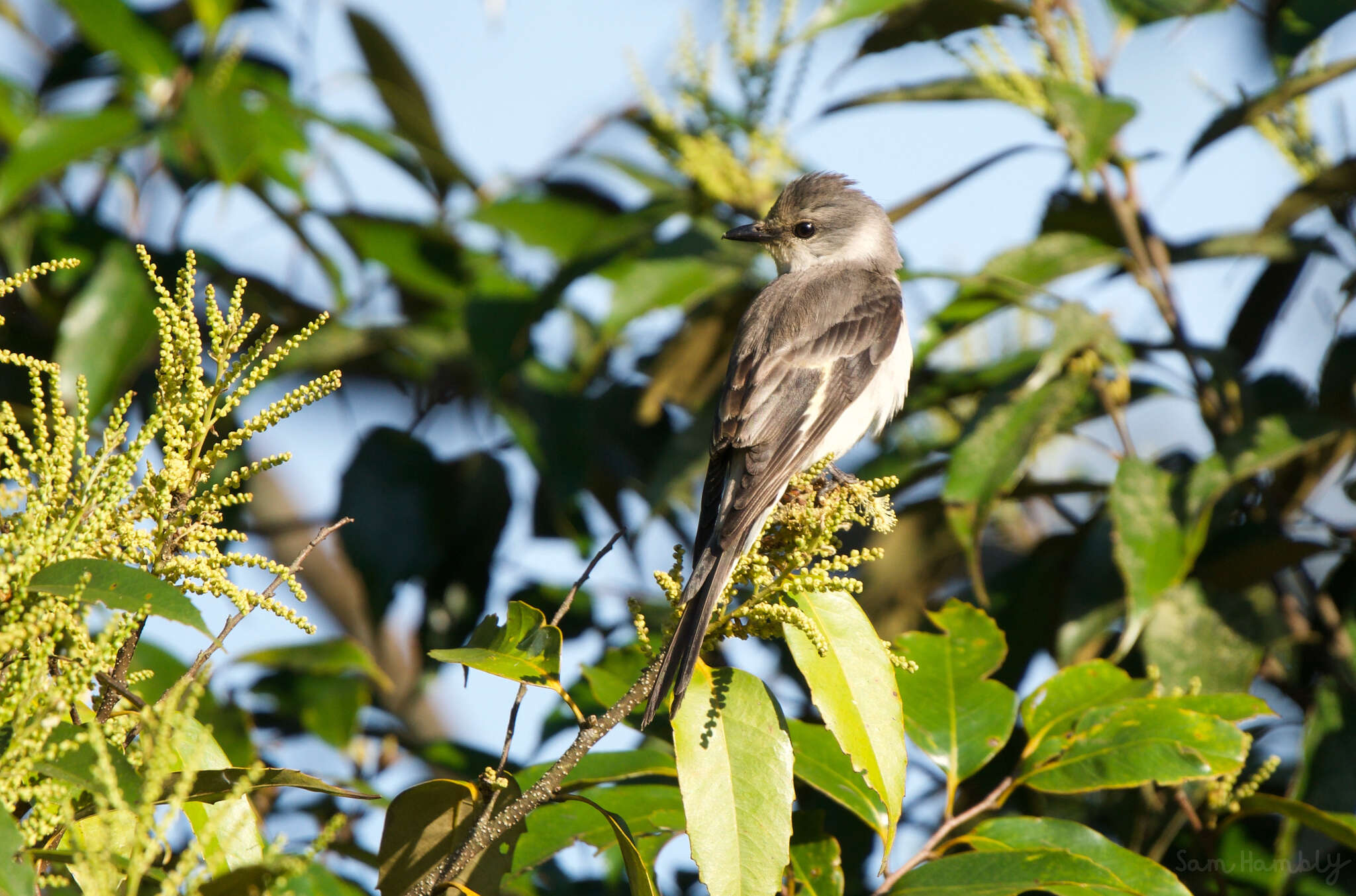 Pericrocotus cantonensis Swinhoe 1861 resmi