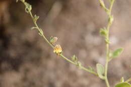 Image of Nanorrhinum acerbianum (Boiss.) Betsche