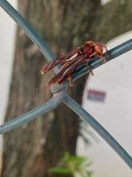 Image of Polistes lanio (Fabricius 1775)