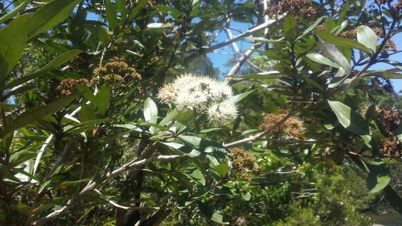 Image of Nuxia involucrata A. DC.