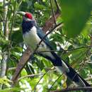 Image of Red-faced Malkoha