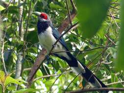 Image of Red-faced Malkoha