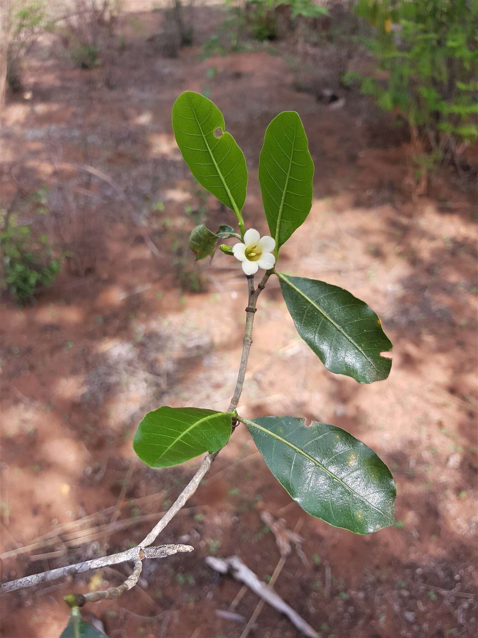 Gardenia rutenbergiana (Baill. ex Vatke) J.-F. Leroy的圖片