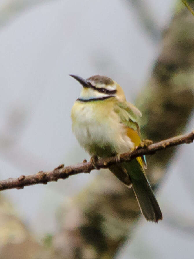 Image of White-throated Bee-eater