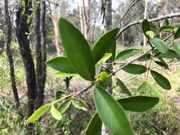 Image of Elaeodendron australe Vent.