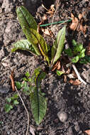 Image of <i>Rumex <i>sanguineus</i></i> var. sanguineus