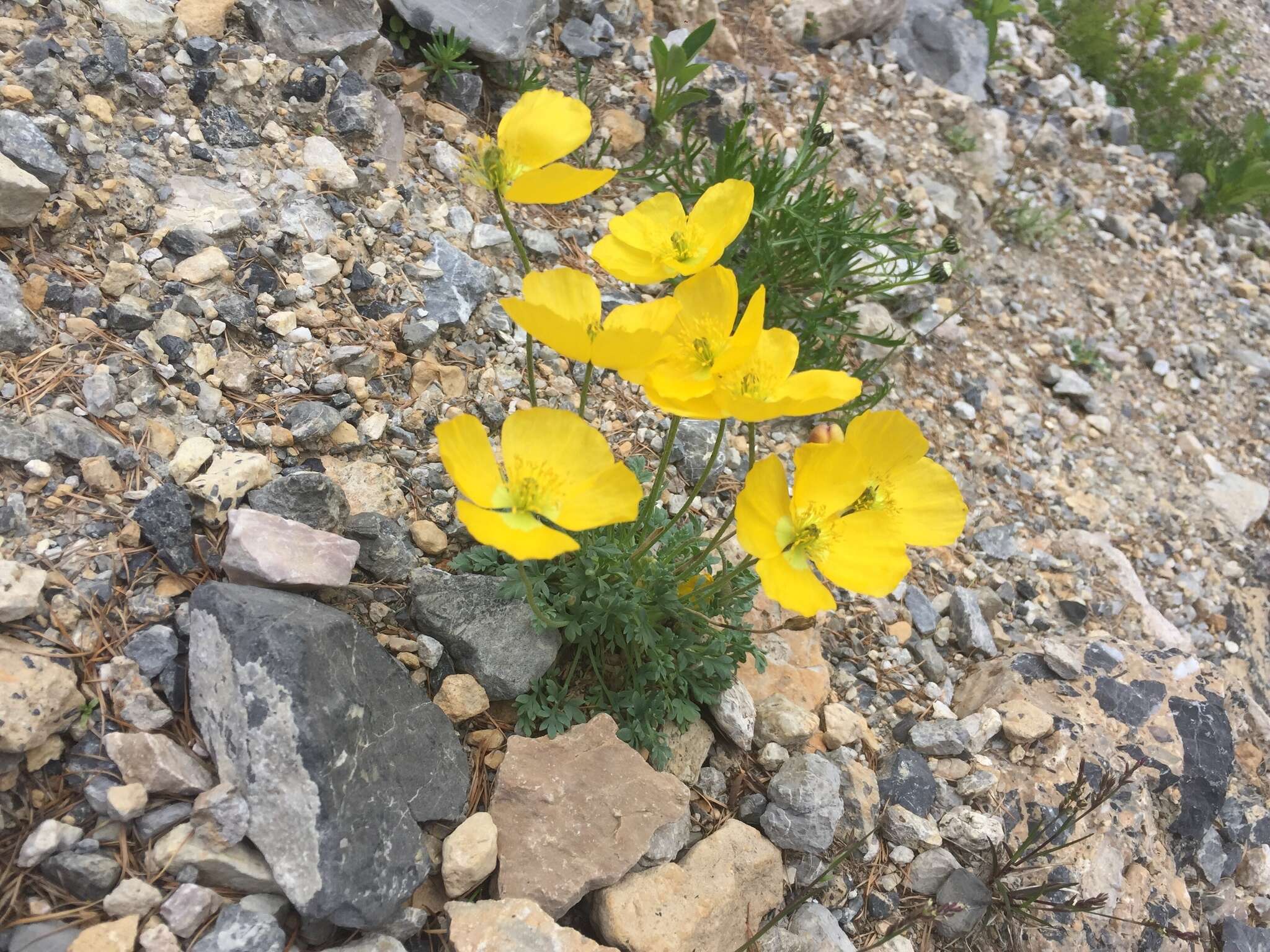 Imagem de Papaver alpinum L.