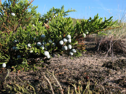 Image of Savin Juniper