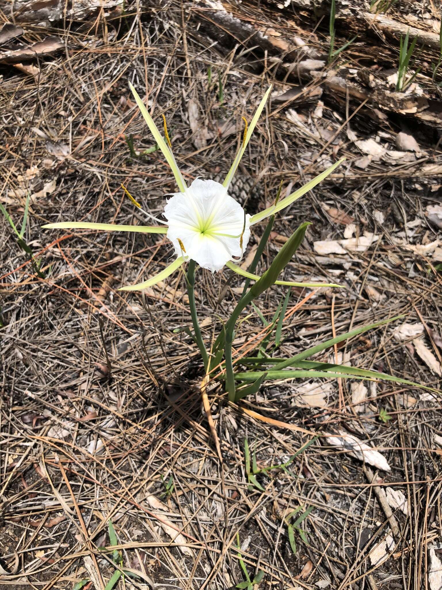 Image of alligatorlily