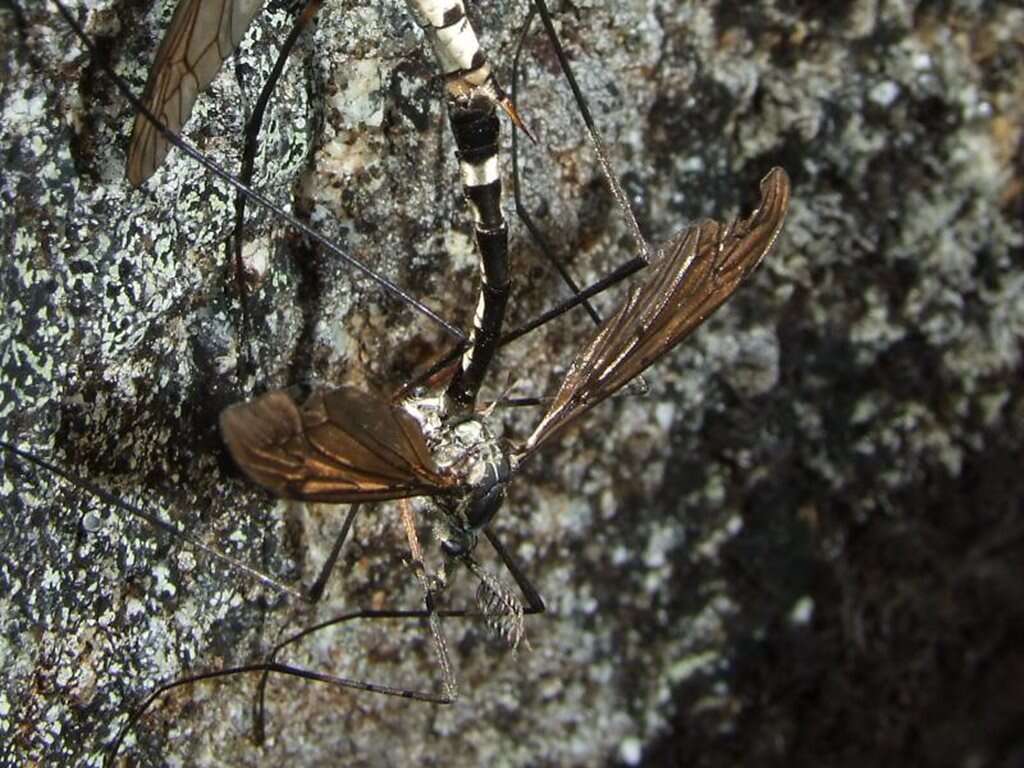 Image of Platyphasia wilsoni Alexander 1929