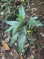 Imagem de Aglaonema commutatum Schott