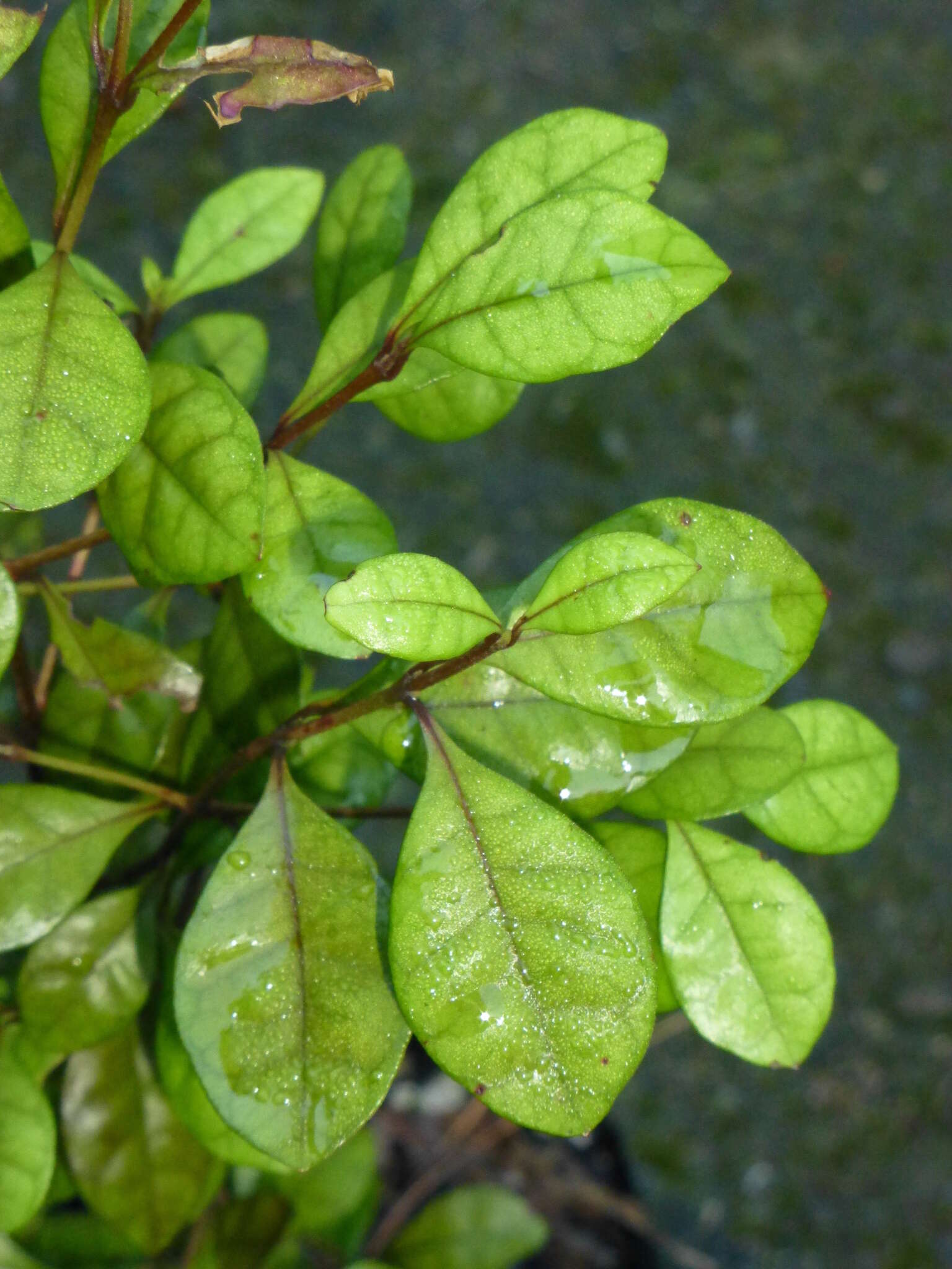 Image of Lophomyrtus ralphii (Hook. fil.) Burret