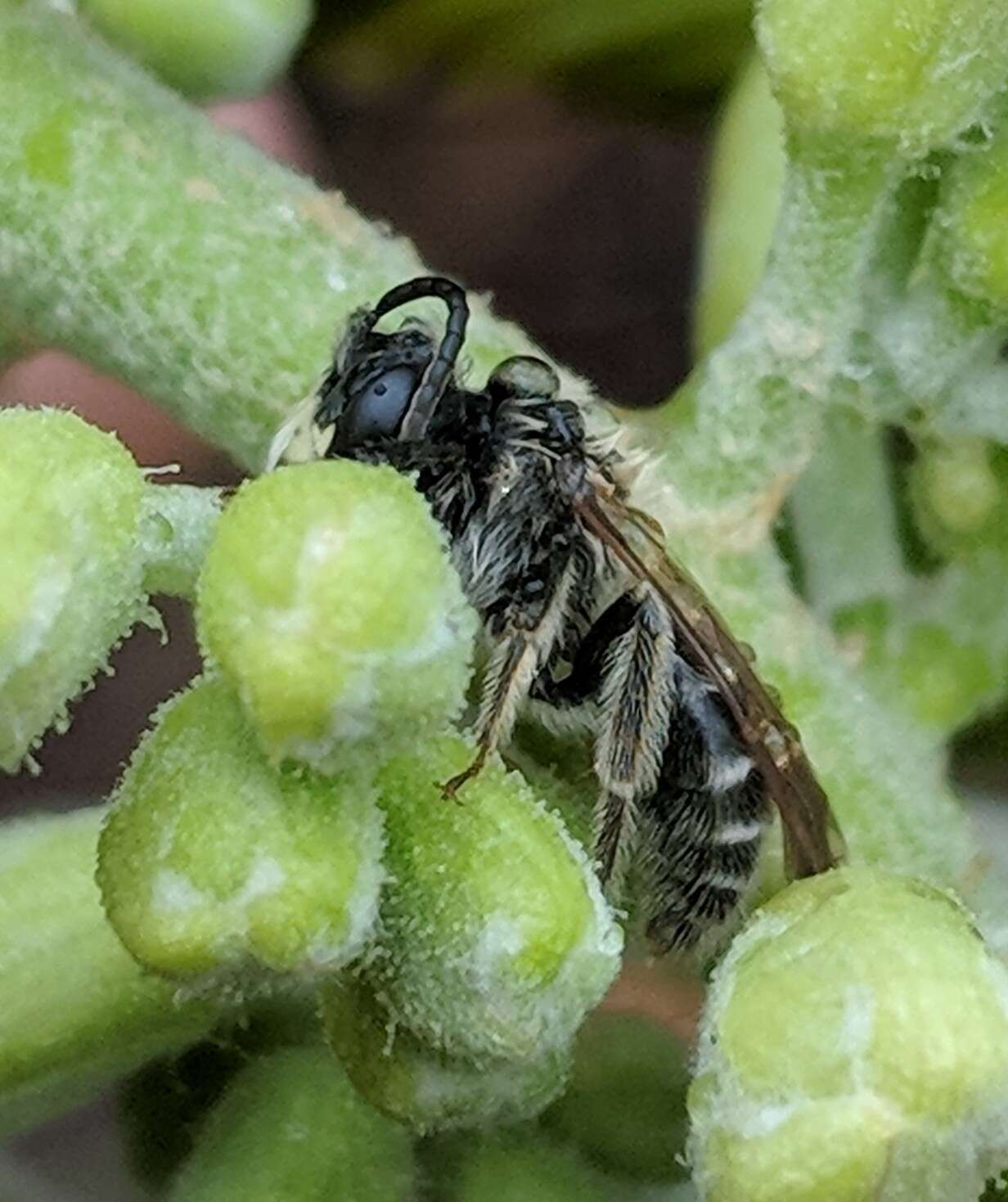 Image of Andrena cressonii cressonii Robertson 1891