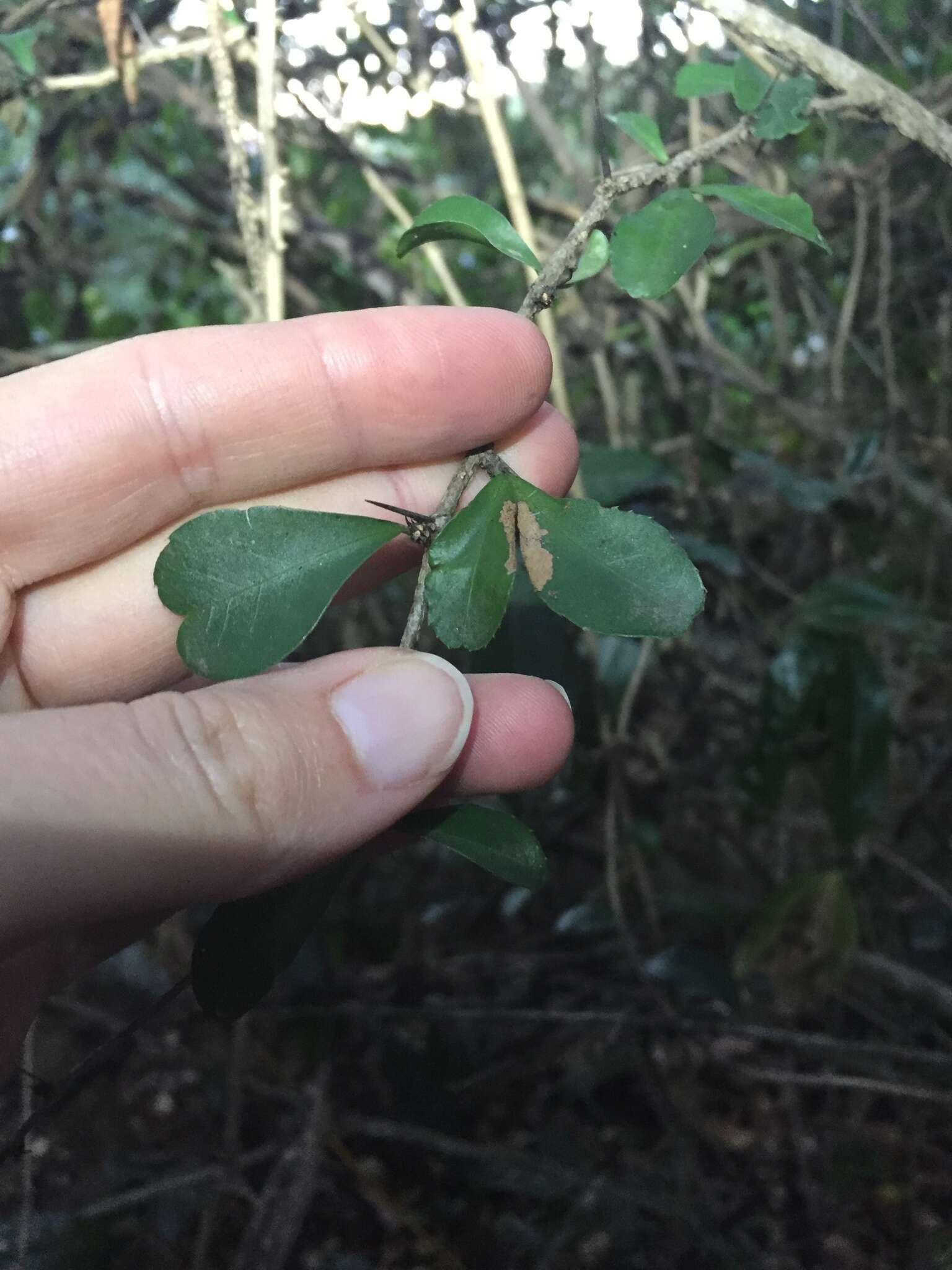 Putterlickia verrucosa (E. Mey. ex Sond.) Sim的圖片