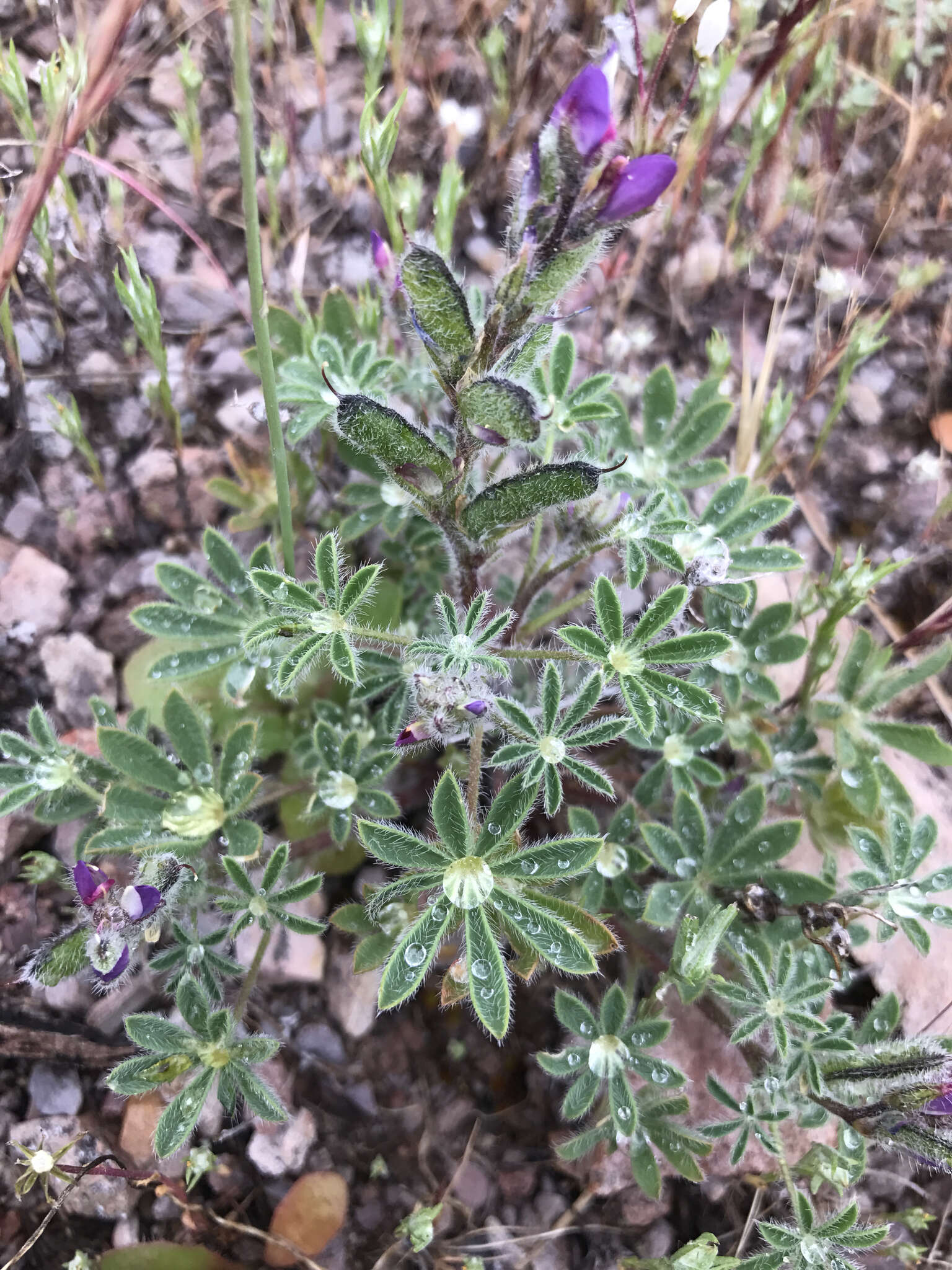 Image of bajada lupine