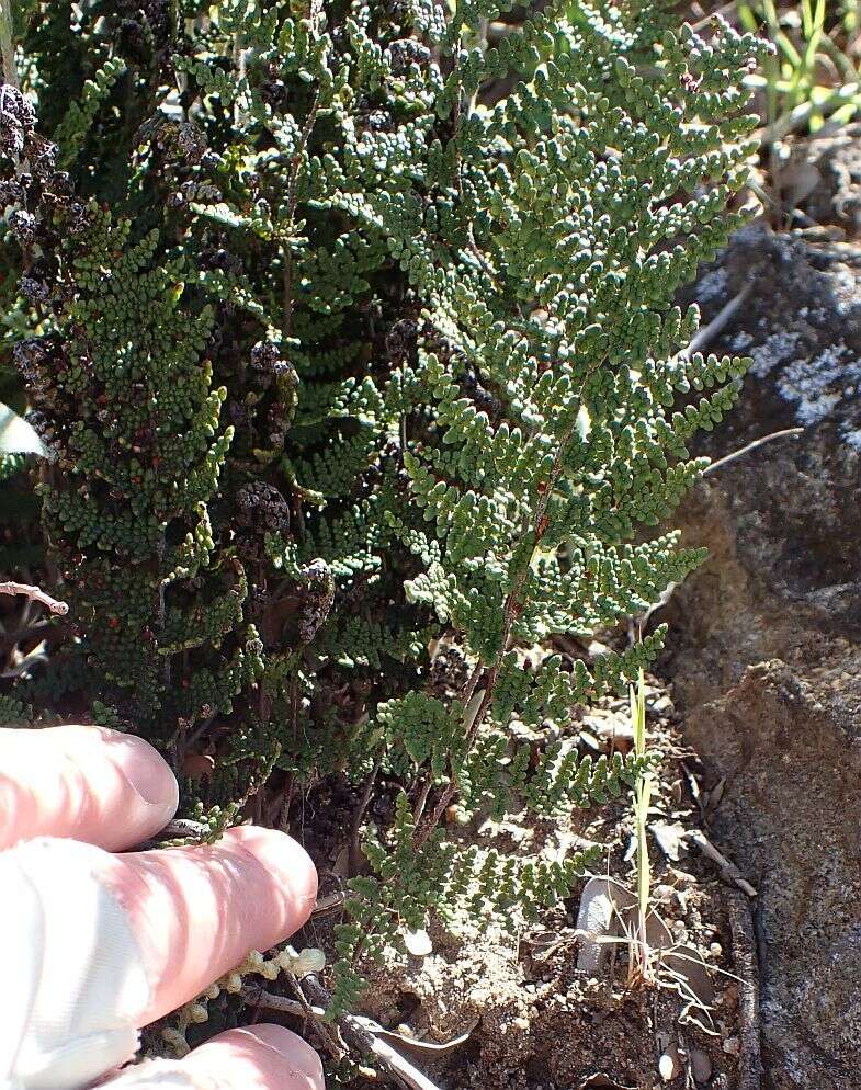 Image of Cleveland's lipfern