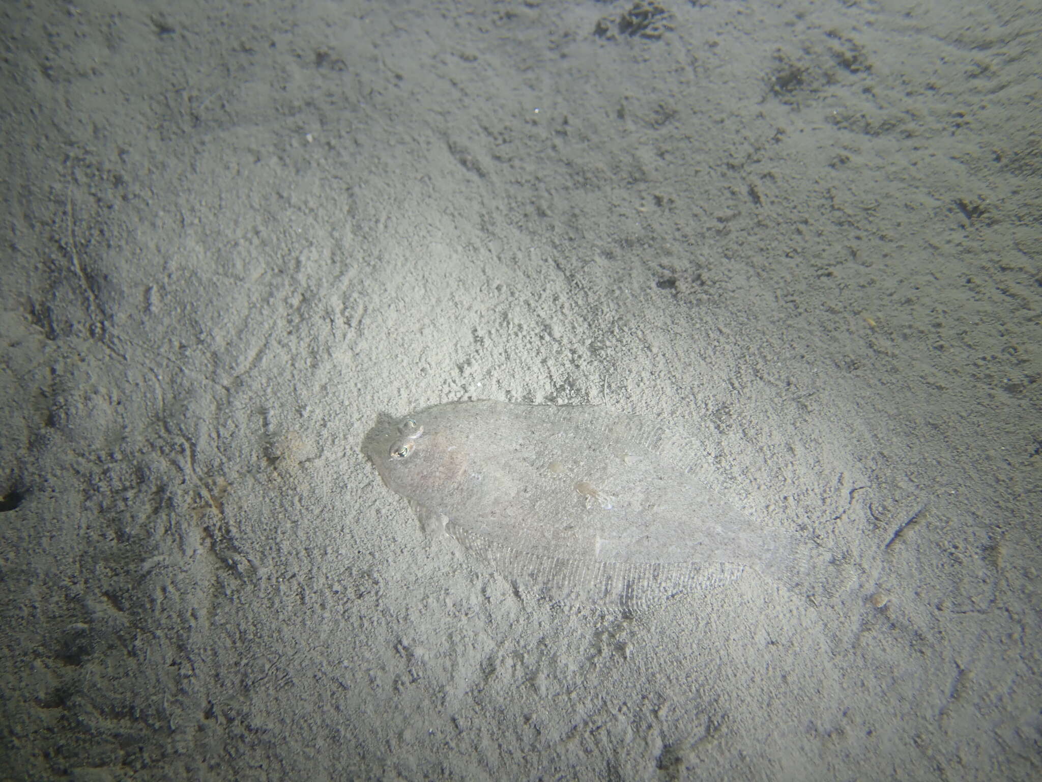 Image of Scaldfish