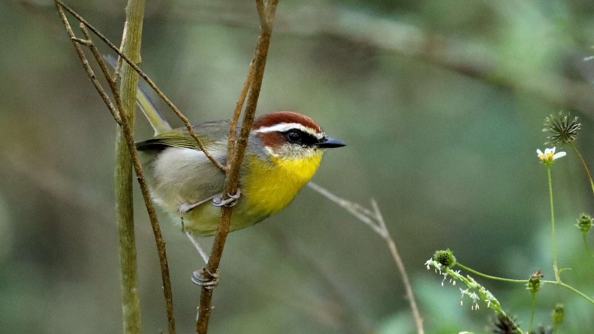 Image of Rufous-capped Warbler