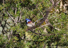 Image of Blue-breasted Fairy-wren