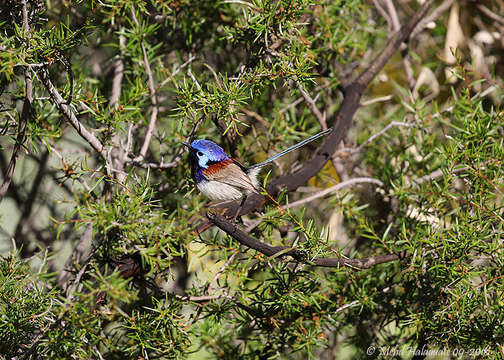 Image of Blue-breasted Fairy-wren