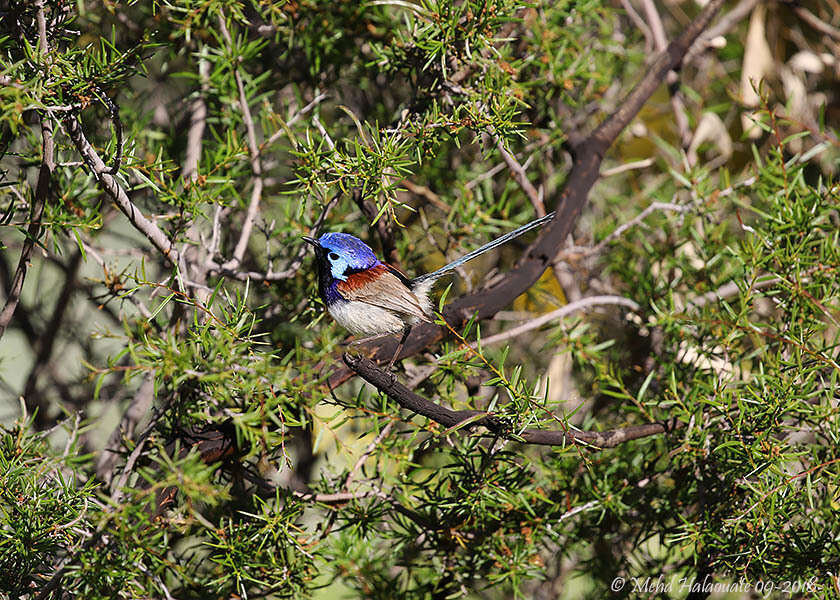 Image of Blue-breasted Fairy-wren