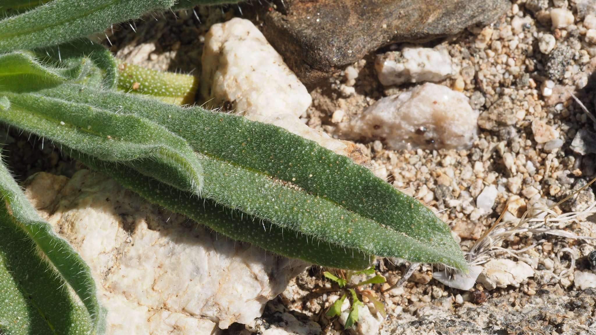 Image of Simpsonanthus jonesii (A. Gray) Guilliams, Hasenstab & B. G. Baldwin