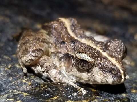 Image of Long-legged Streamfrog