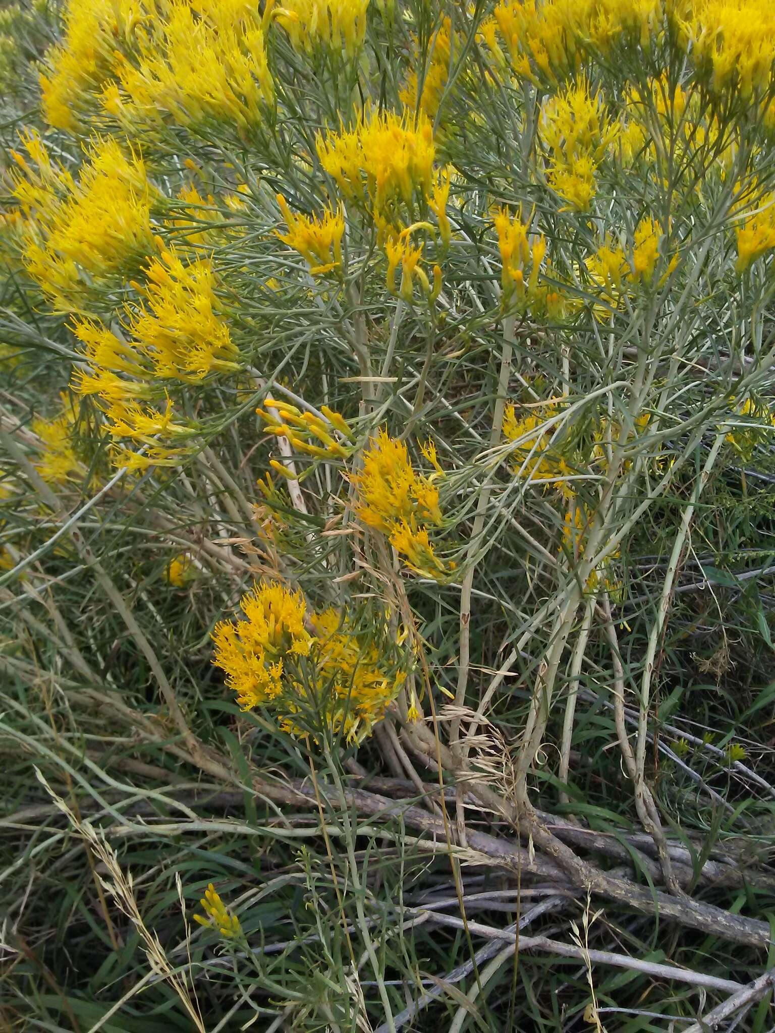 Imagem de Ericameria nauseosa var. graveolens (Nutt.) Reveal & Schuyler