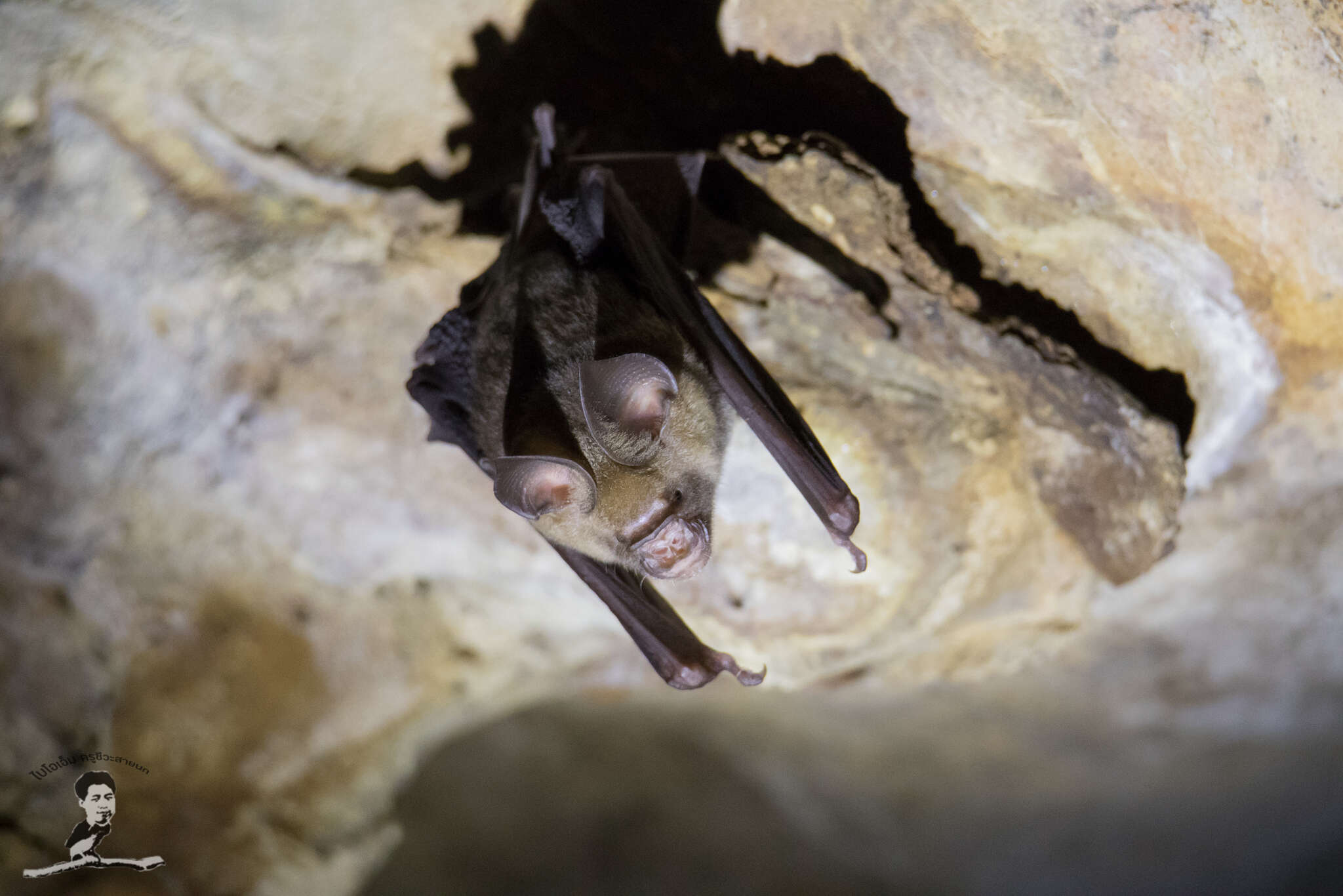 Image of Horsfield's Leaf-nosed Bat