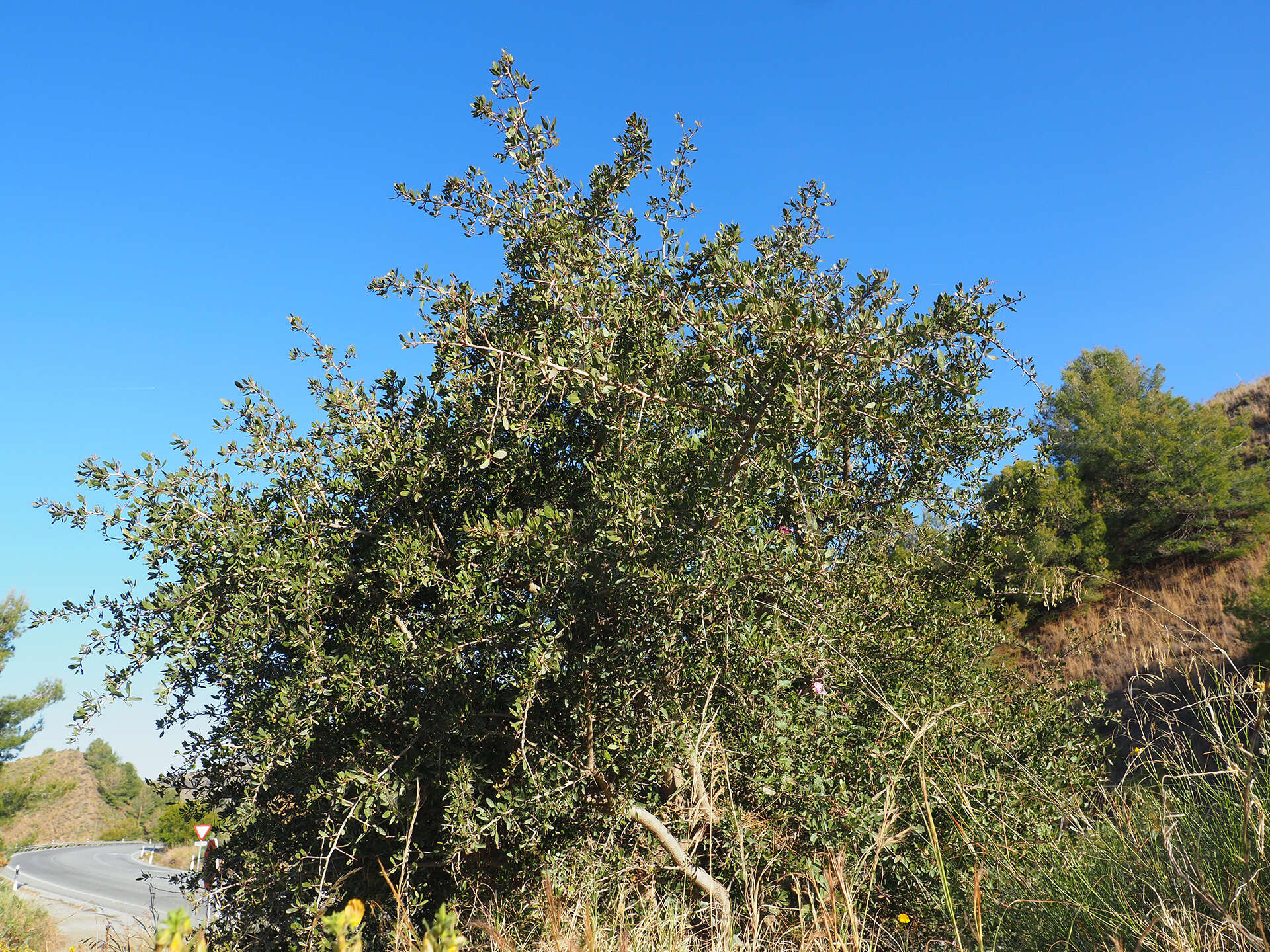 Gymnosporia senegalensis var. europaea (Boiss.) Jahand. & Maire的圖片