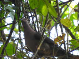 Patagioenas nigrirostris (Sclater & PL 1860) resmi