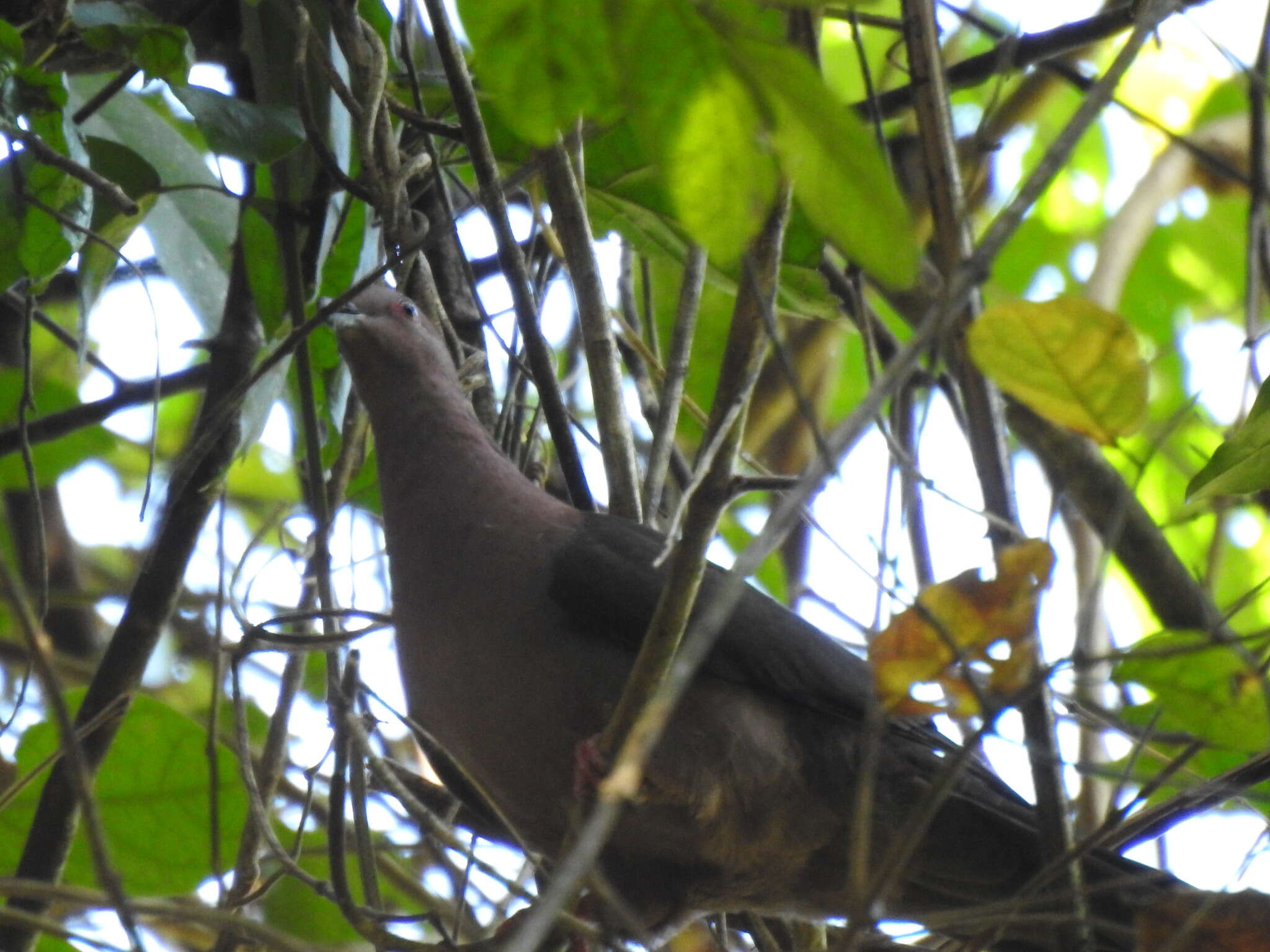 Patagioenas nigrirostris (Sclater & PL 1860) resmi