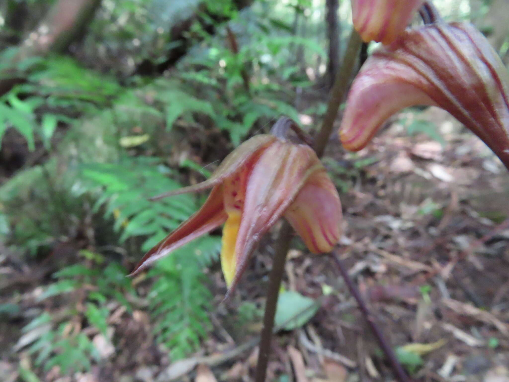 Image of Tainia cordifolia Hook. fil.