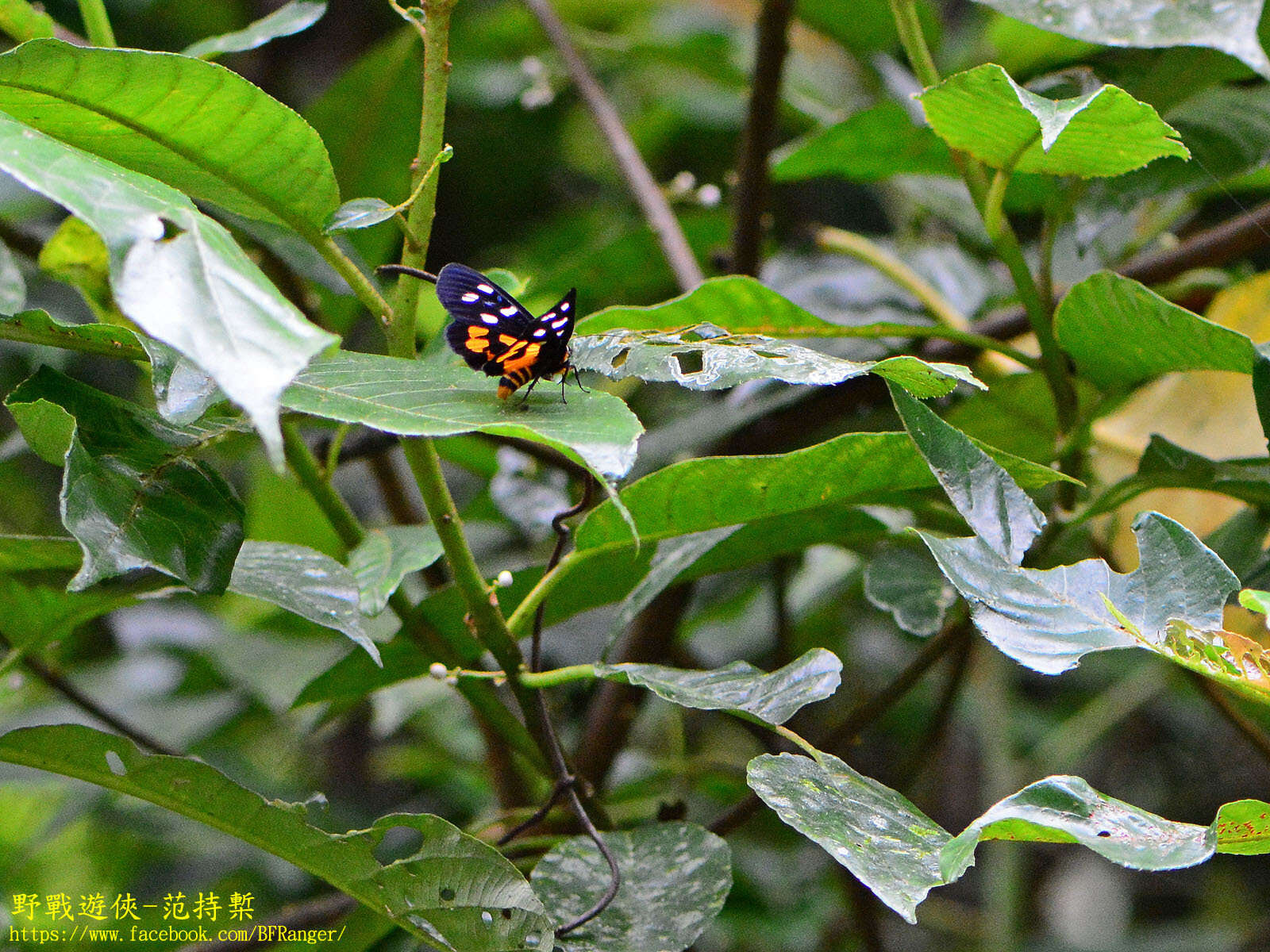 صورة Exsula dentatrix albomaculata Miyake 1907