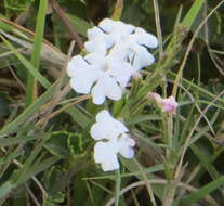 Image of Chascanum cuneifolium (L. fil.) E. Mey.