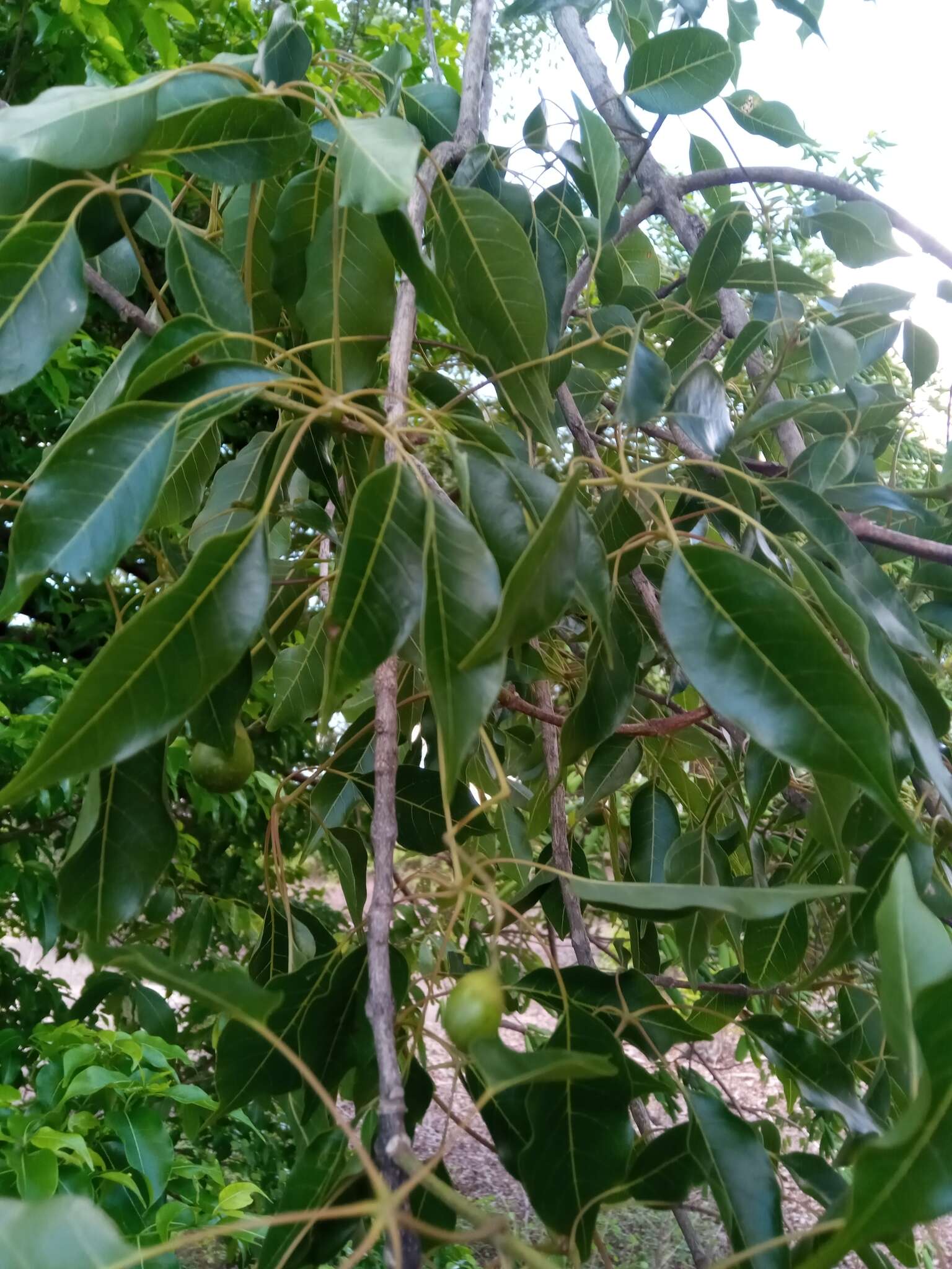 Sivun Vitex beraviensis Vatke kuva