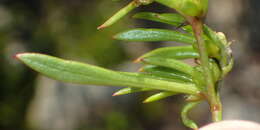 Image of Centella sessilis Adamson