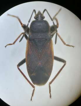 Image of Eremocoris plebejus (Fallen & C. F. 1807)