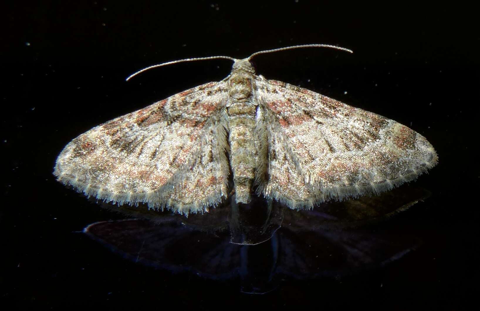 Image of double-striped pug