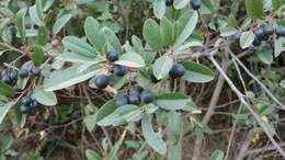 Image of California buckthorn