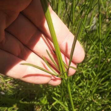 Image of Cosmos crithmifolius Kunth