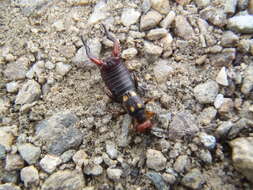 Image of Two-spotted Earwig