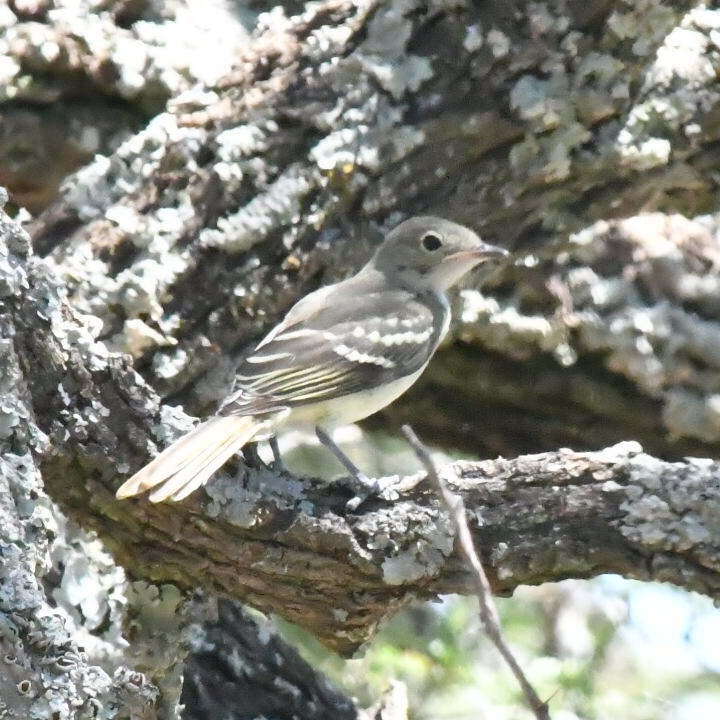 Imagem de Elaenia parvirostris Pelzeln 1868