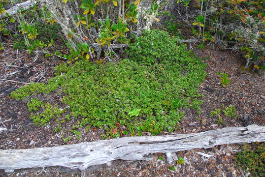 Слика од Arctostaphylos nummularia subsp. mendocinoensis (P. V. Wells) V. T. Parker, M. C. Vasey & J. E. Keeley