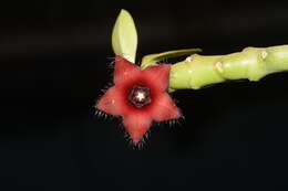 Image of Ceropegia frerei (Rowley) Bruyns