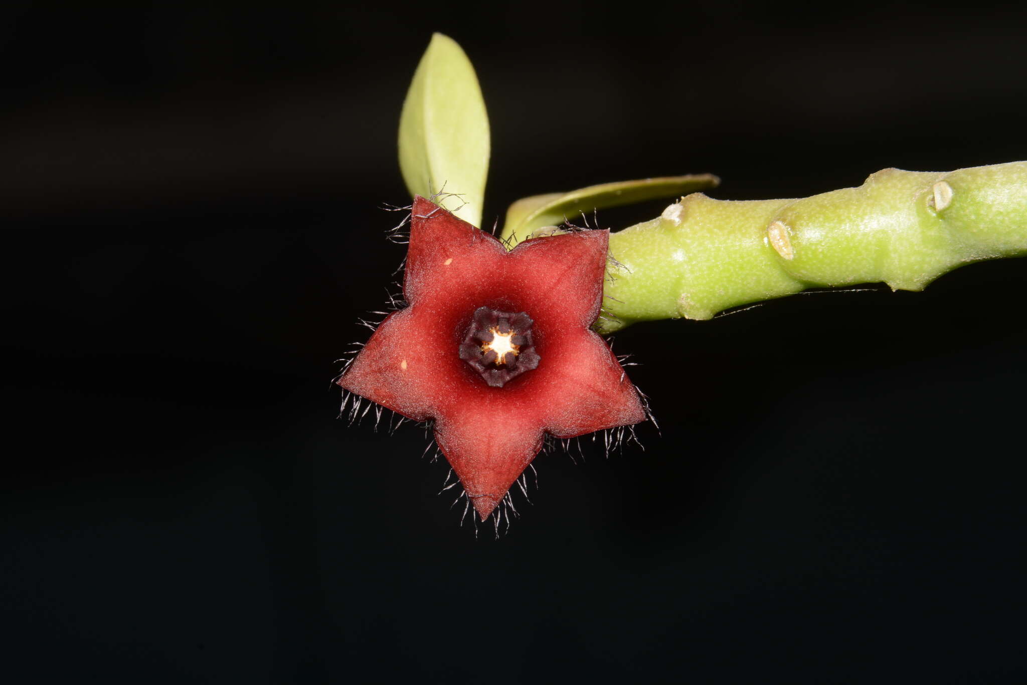 Image de Ceropegia frerei (Rowley) Bruyns