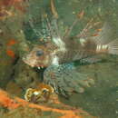 Image of Andover lionfish