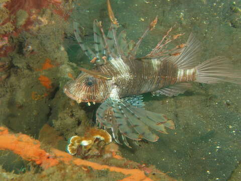 Image of Andover lionfish