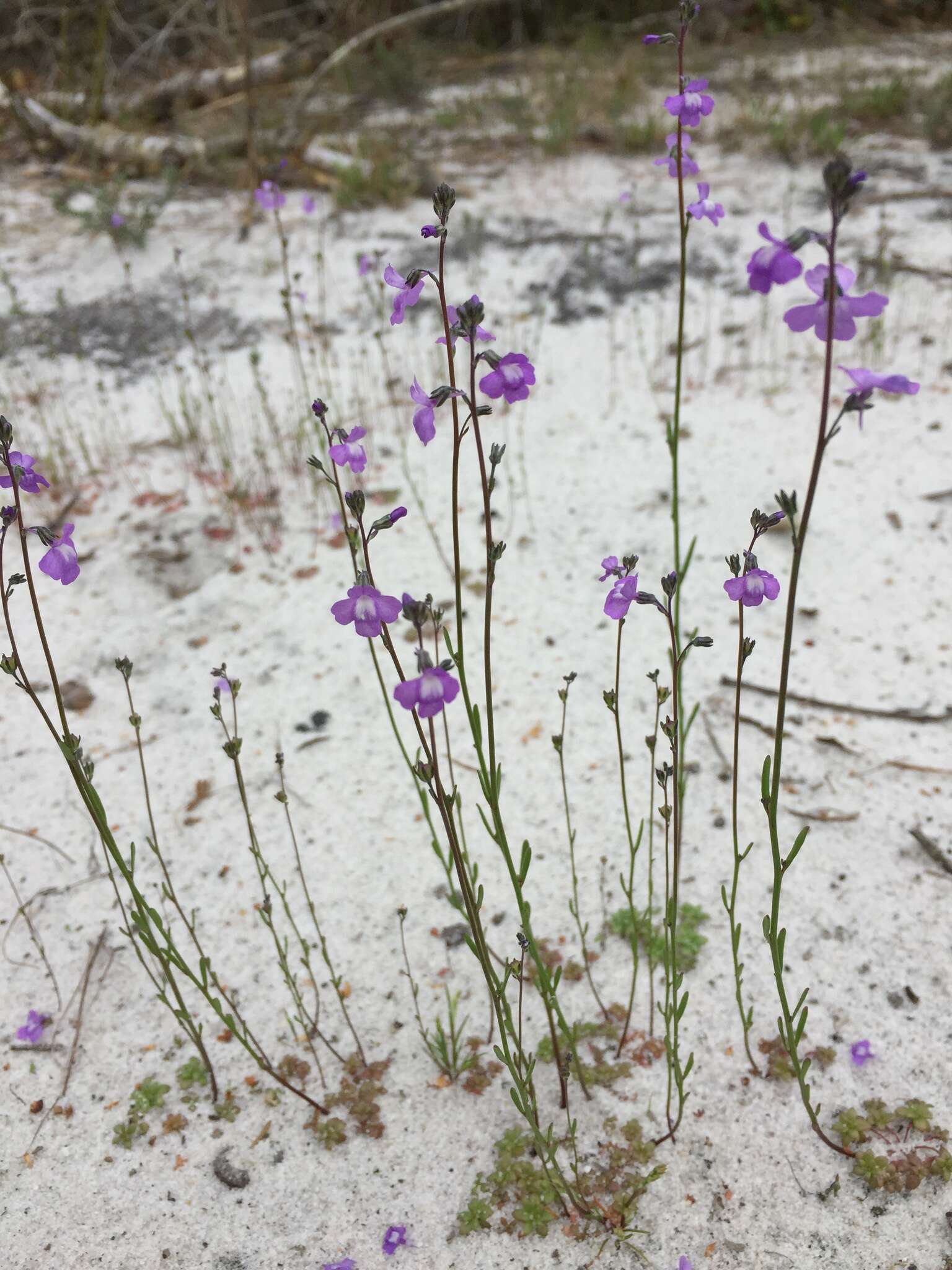 Plancia ëd Nuttallanthus canadensis (L.) D. A. Sutton